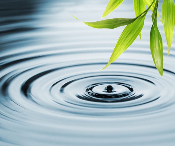 About Us. bamboo leaves over water. dreamstime_m_9327782